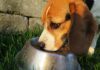 [2025]狗飼料怎麼選？從看懂成分與AAFCO開始，一篇教會你所有事