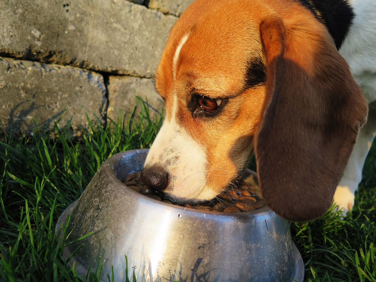 dog, meal, food bowl, dog food, feed, food, dry, garden, animal, domestic animal, domestic dog, purebred dog, beagle, feeding, hunting dog, reward, wildlife, brown, pet, nature, hungry