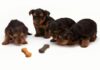 歐睿健Orijen vs. 原點Instinct 狗飼料評比：飼料成分、成本、口碑全方位分析