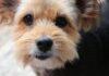 2025 10大高齡犬飼料推薦：5大心法教您如何挑選，老狗飼料排行榜