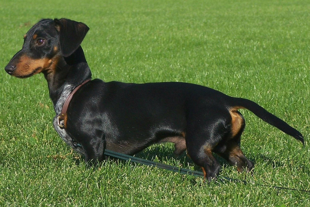 dachshund, wiener dog, dog, doxie, pet, doggy, animal, cute