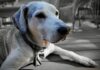 高齡犬飲食與照護全攻略：熟齡犬飼料推薦＋健康檢查完整指南