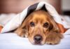 10款幼犬狗窩推薦｜挑對尺寸、材質，給毛孩最舒適的家