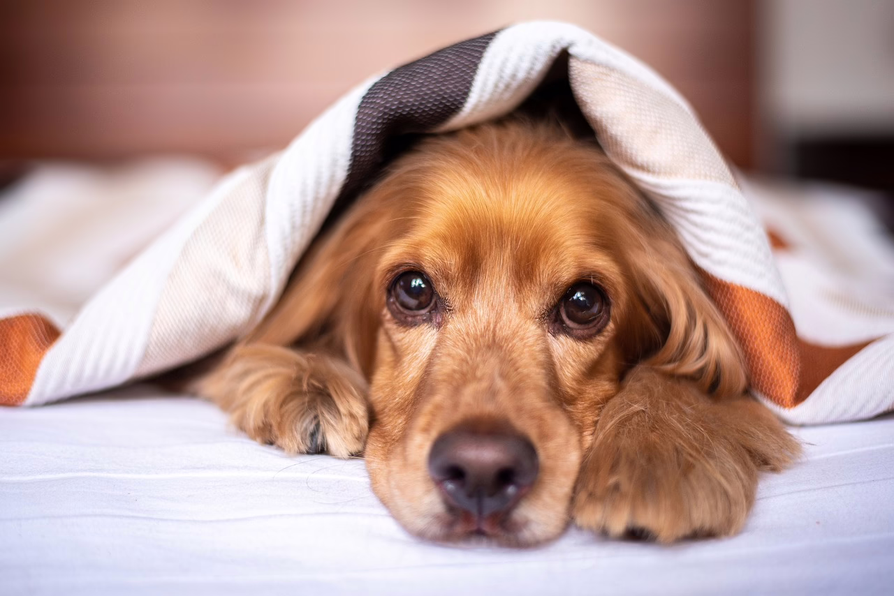 english cocker spaniel, dog, puppy, blanket, pet, pup, young dog, animal, domestic dog, purebred, furry, nature, canine, mammal, friend, cute, adorable, bed, bedroom, portrait