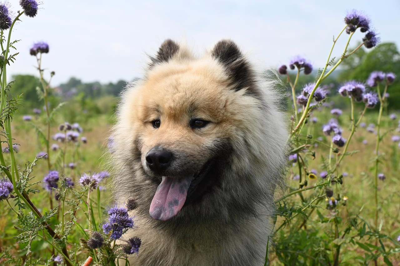 dog, canine, pet, friend, breed, animal, mammal, eurasier dog, eurasier olaf, young stallion, nature, companion dog, dog, dog, dog, dog, dog