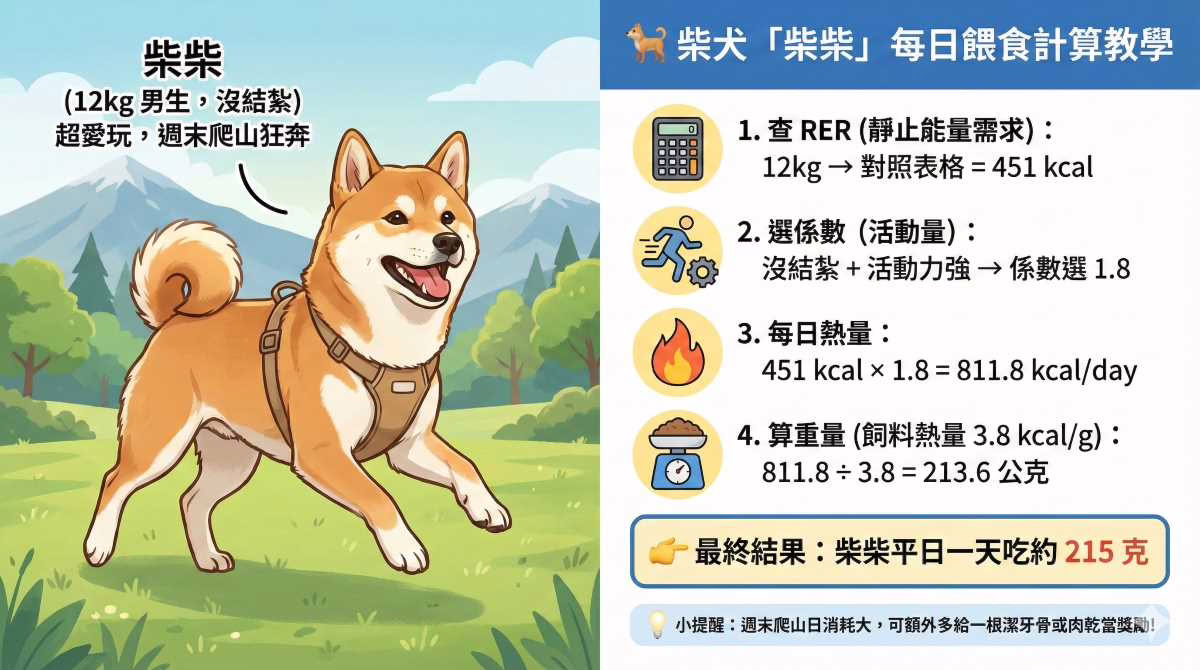 柴犬每日餵食計算教學圖,以12公斤未結紮、週末常爬山的高活動量柴犬「柴柴」為例。圖表呈現如何根據較高的活動力選擇係數(1.8),並計算高蛋白飼料每日建議餵食克數的步驟。