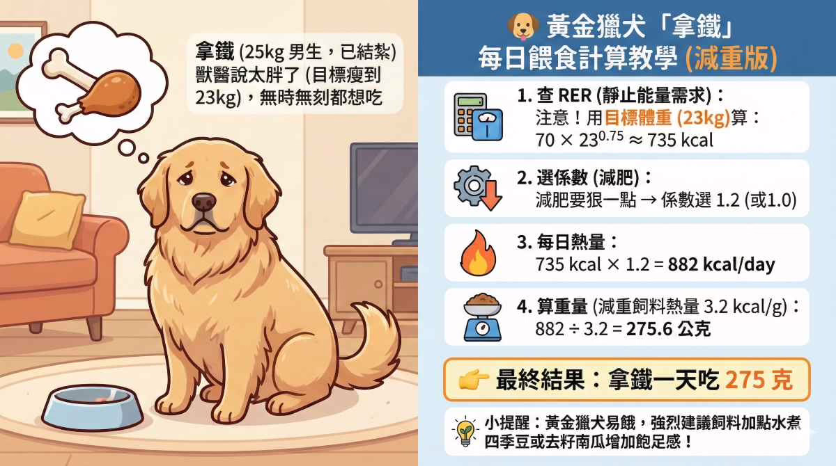 黃金獵犬減重餵食計算圖表(減重版),針對過重需要減肥至23公斤目標體重的黃金獵犬「拿鐵」。圖中強調需使用「目標體重」計算RER,並選用減重係數(1.2)來算出每日低熱量減重飼料的克數,亦包含增加飽足感的提示。