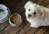 [2025]GO! 和 NOW 狗飼料評比：實際使用心得分享