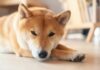 柴犬缺點總整理｜你真的適合養柴犬嗎？養之前一定要看的真心話！