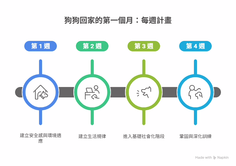 狗狗回家的第一個月每週計畫圖解,分為四週:第一週建立安全感與環境適應,第二週建立生活規律,第三週進行基礎社會化,第四週鞏固訓練與開始基本指令教學。
